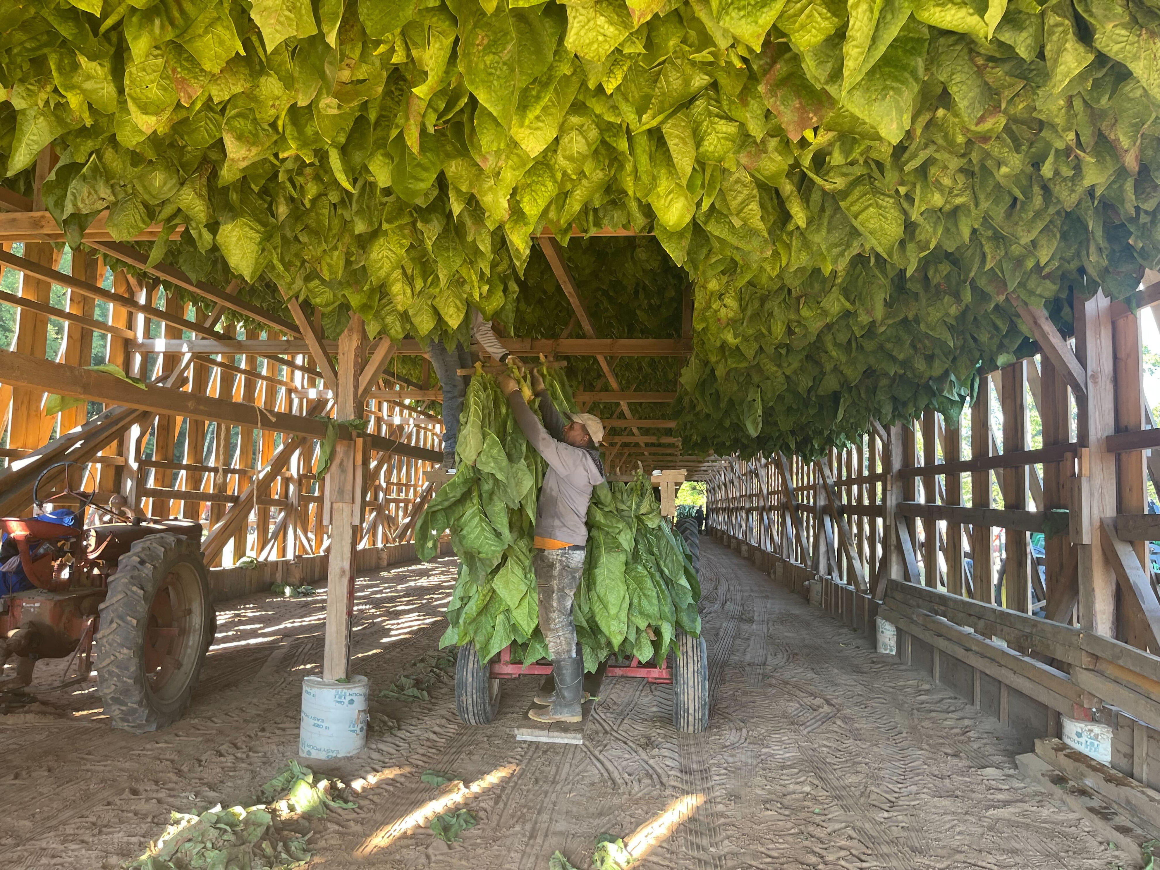 Jamaican farm workers in Enfield keeping close eye on Hurricane Melissa