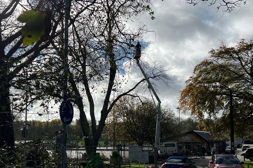 Large diseased trees cut down at popular Cornwall park