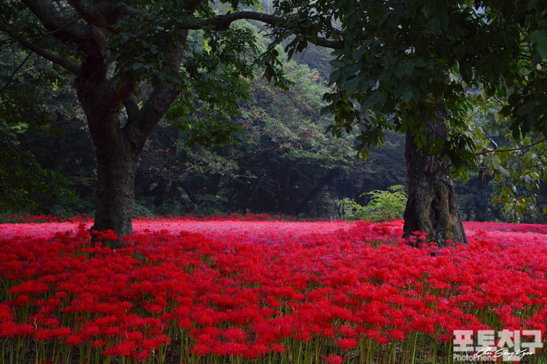 [포토친구] 선운사 꽃무릇