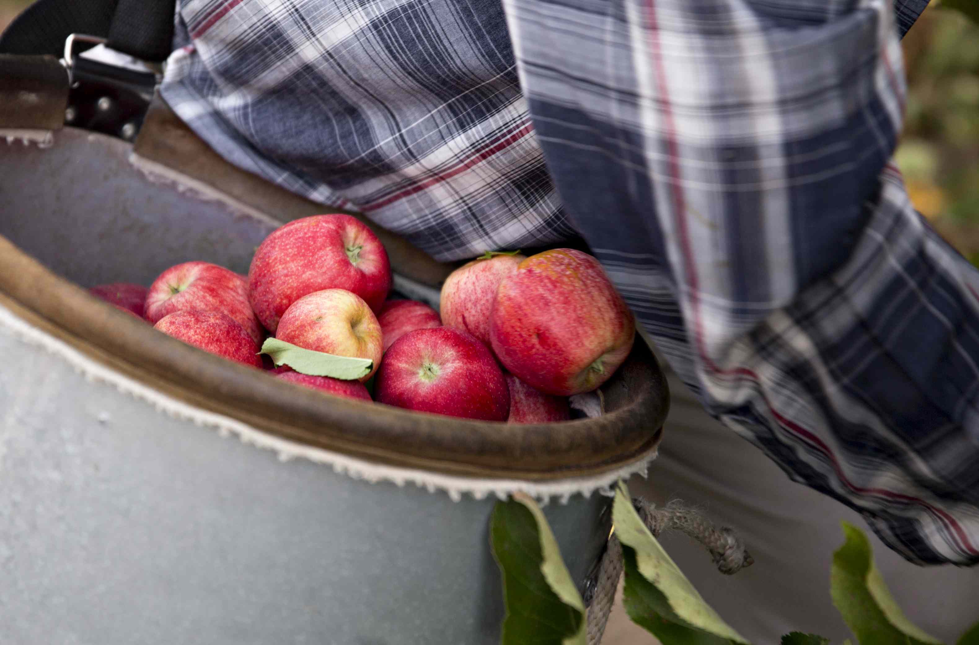 7 Apple Orchard Etiquette Rules to Remember Before You Go Picking
