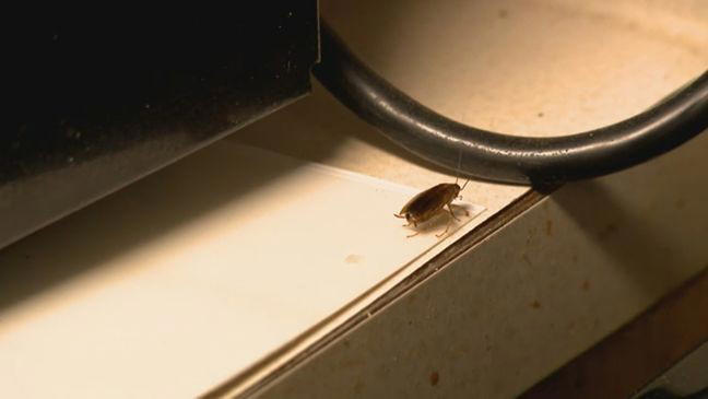 Residents of Rosedale High Rise Apartments demand answers over bed bug ...