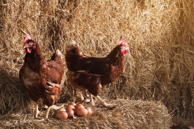 Mais au fait, qui de l’œuf ou la poule est apparu le premier