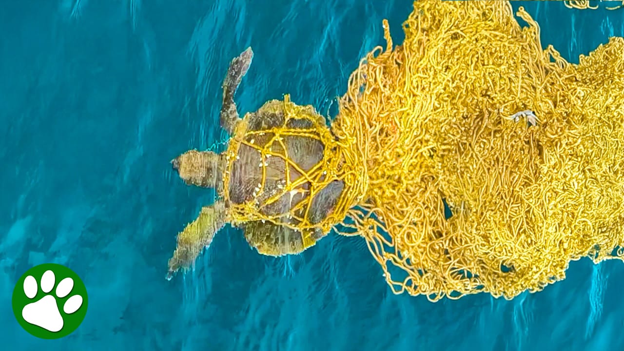 Hero divers free sea turtle stuck in fishing net