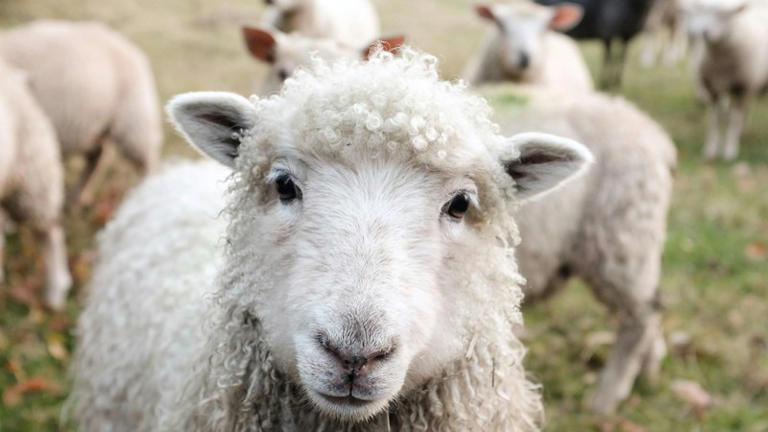 Ewe couldn't make this up: Bank censors 'explicit' sheep mascot images