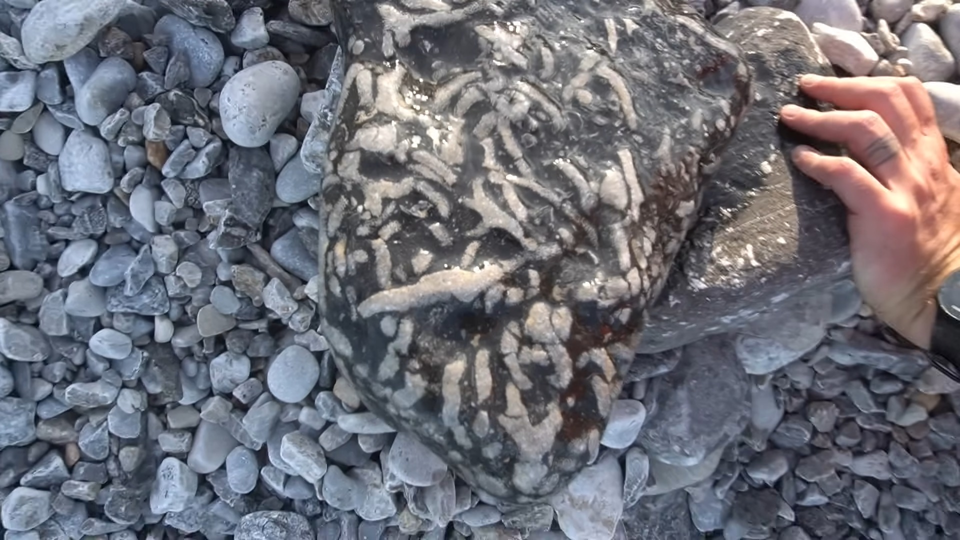Why this fossil site is considered Michigan’s best kept secret