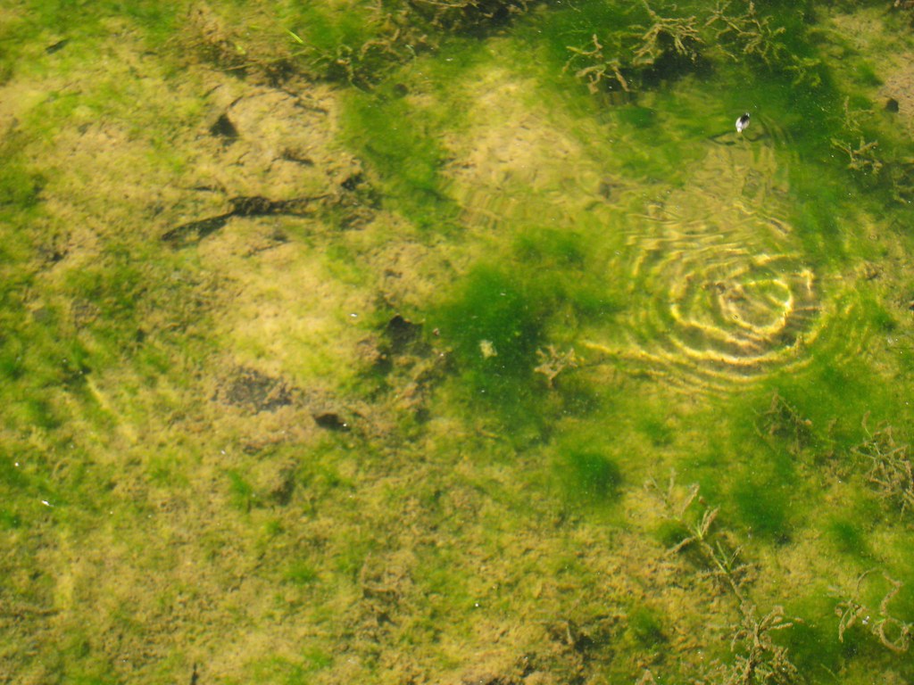 Complex Ecosystem of a Single Drop of Water