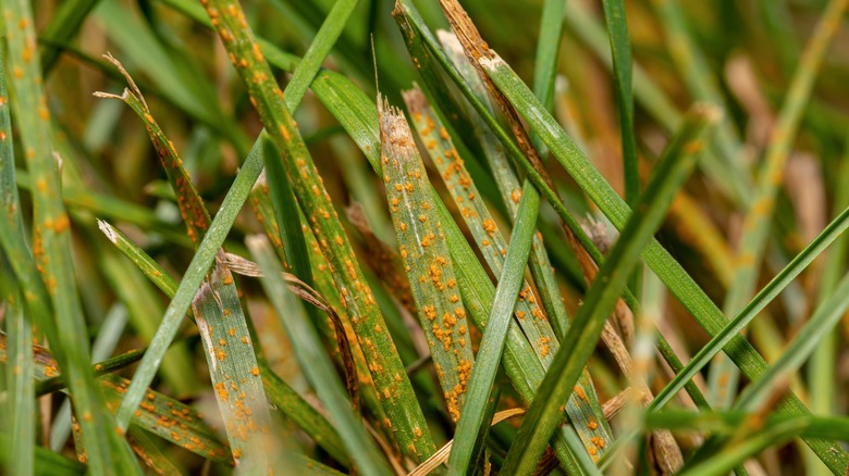 Add A Dash Of Cinnamon To Improve Your Lawn (& Why It Works)