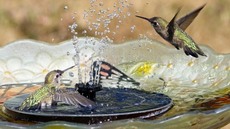 Attract Hummingbirds To Your Yard With A Little-Known Fruit Hack
