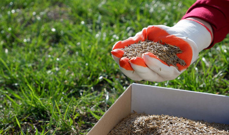How to tell if your lawn is waterlogged – and 5 simple fixes, including ...