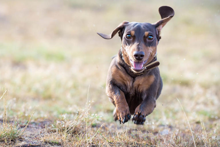 15 Dramatic Dog Breeds for When You Want a Pup With Personality