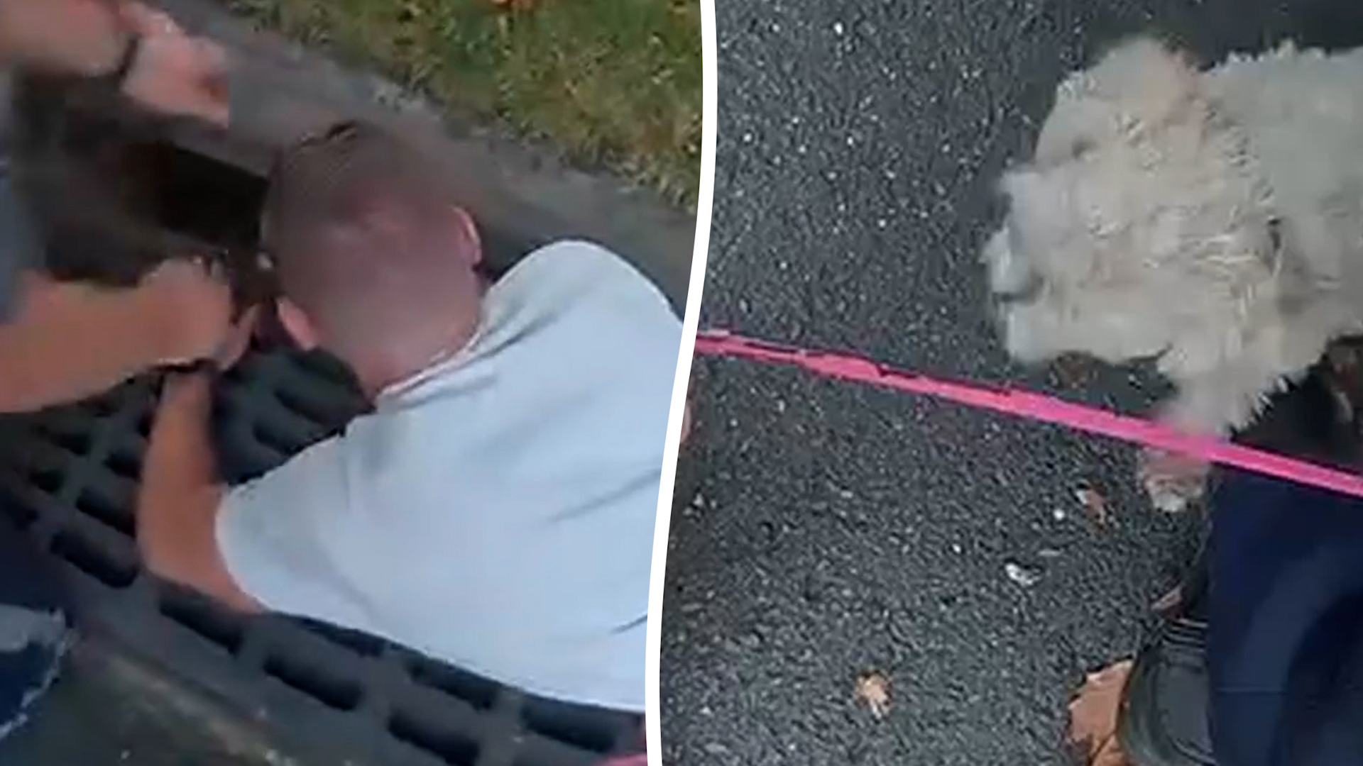 Dog ‘Sandy’ rescued from storm drain in New Jersey