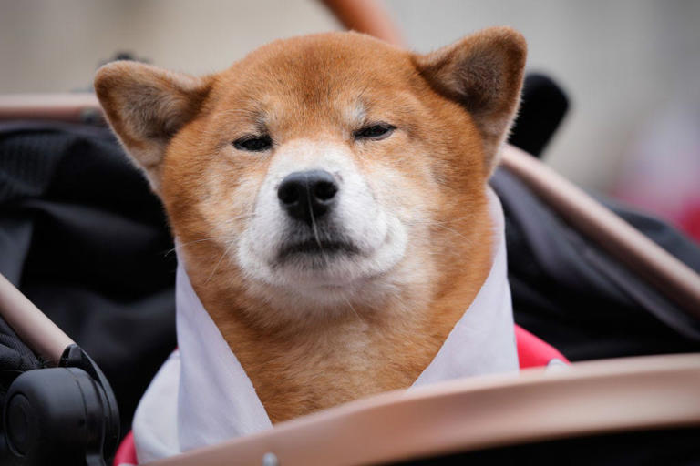 15 Dramatic Dog Breeds for When You Want a Pup With Personality