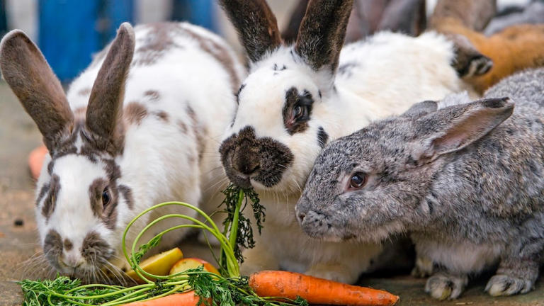 Reasons for Sudden Death in Rabbits