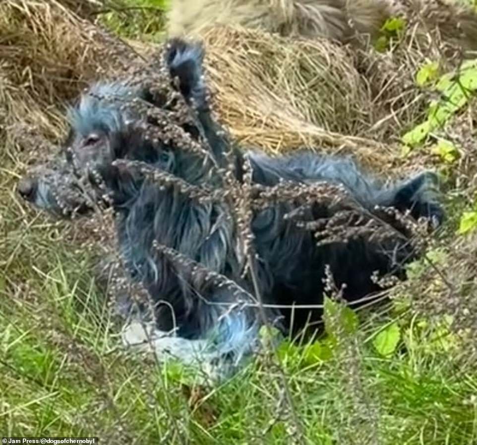 Mystery as blue-furred dogs spotted at Chernobyl disaster zone