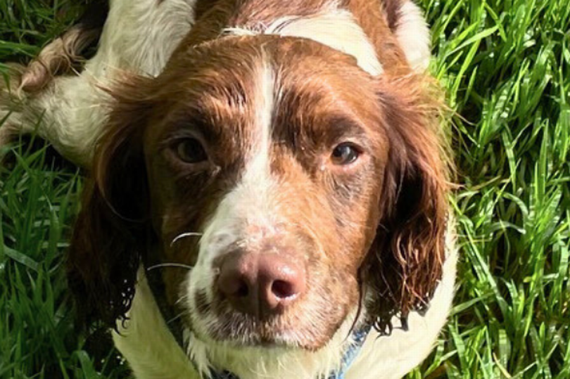 Almost 500 stray dogs found roaming in Cornwall