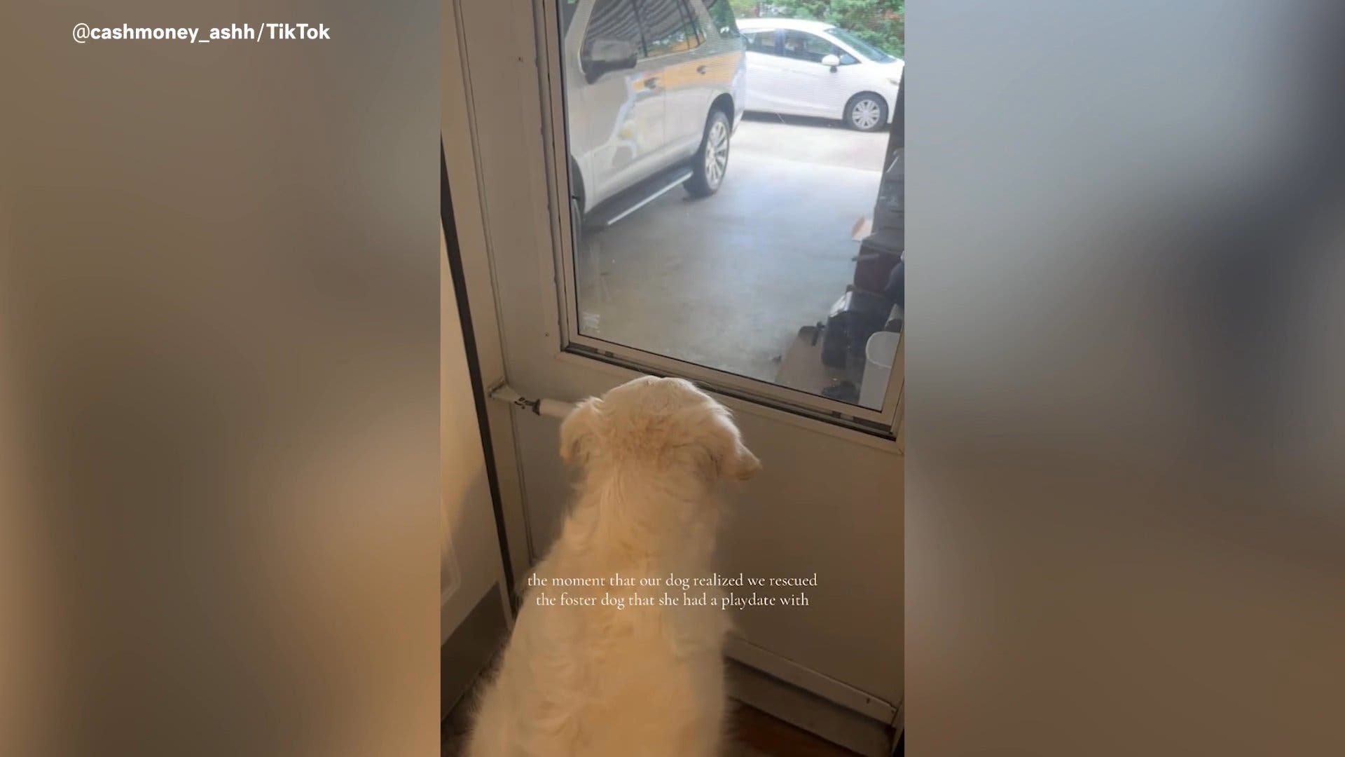 Moment Dog Realizes Owners Rescued Foster Dog She Had Playdate With<br>