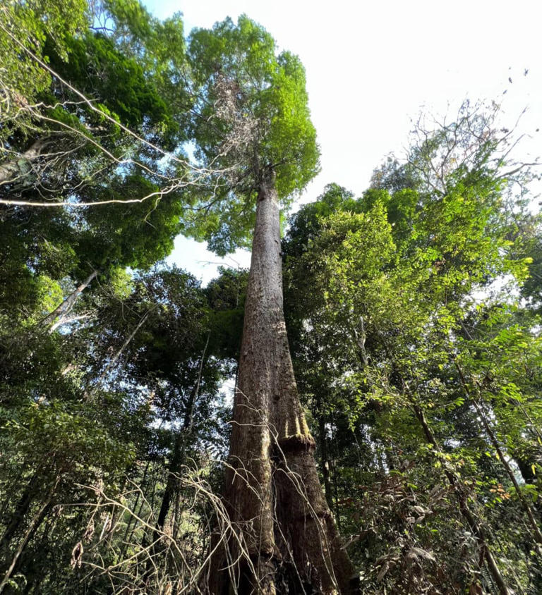 Top Myths Dispelled About Sustainable Wood in the Amazon Rainforest