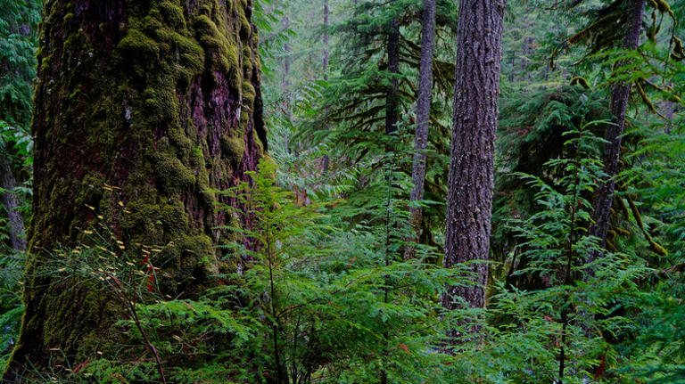 Oregon's Famed River Trail Is A Rainbow Of Fall Colors With Waterfalls ...
