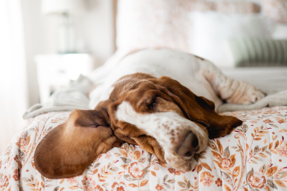 Grumbly Old Basset Hound Sisters Demand Breakfast in Bed, As They Should