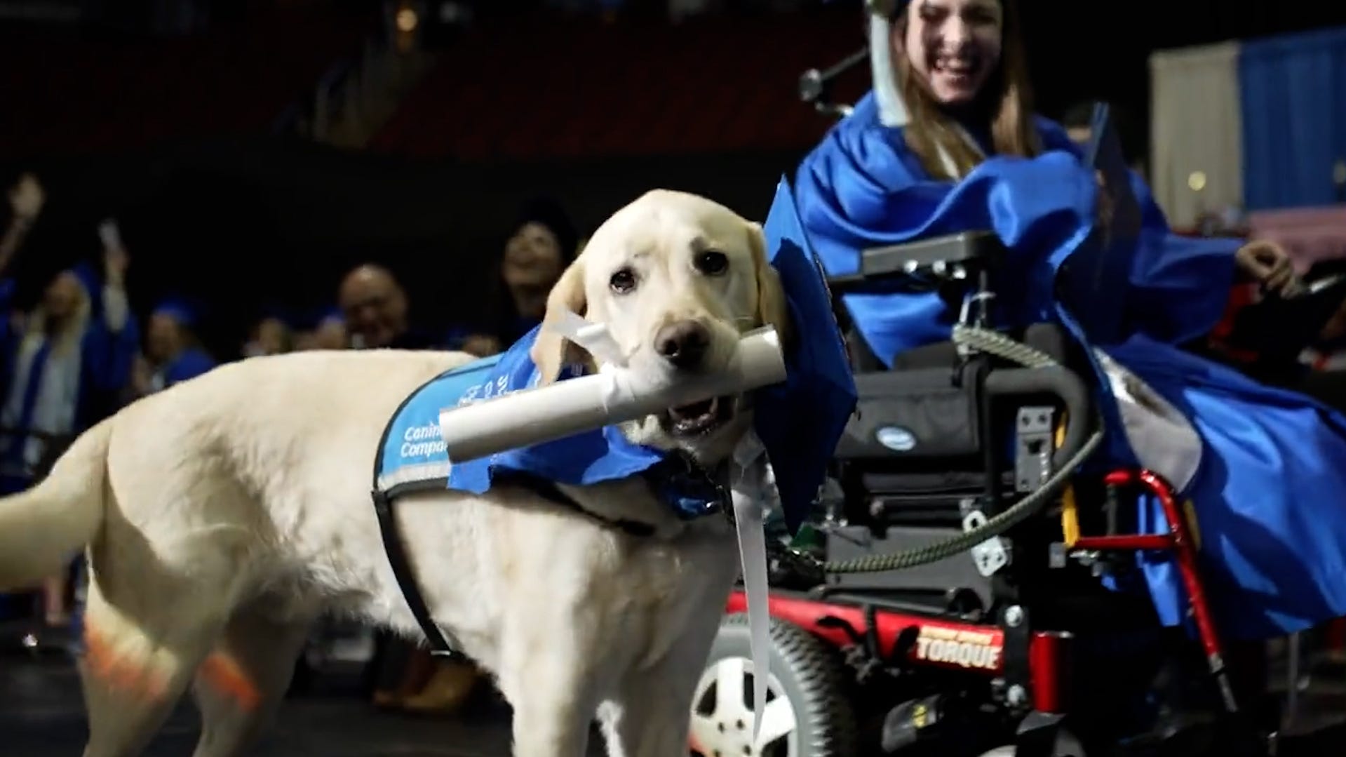 Service dog receives diploma after attending classes with his owner