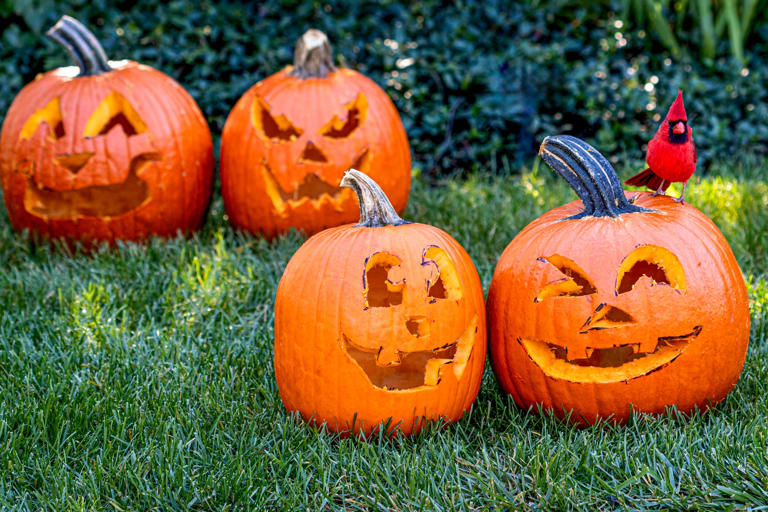 Halloween pumpkins are actually a nutritional gold mine. Here's why