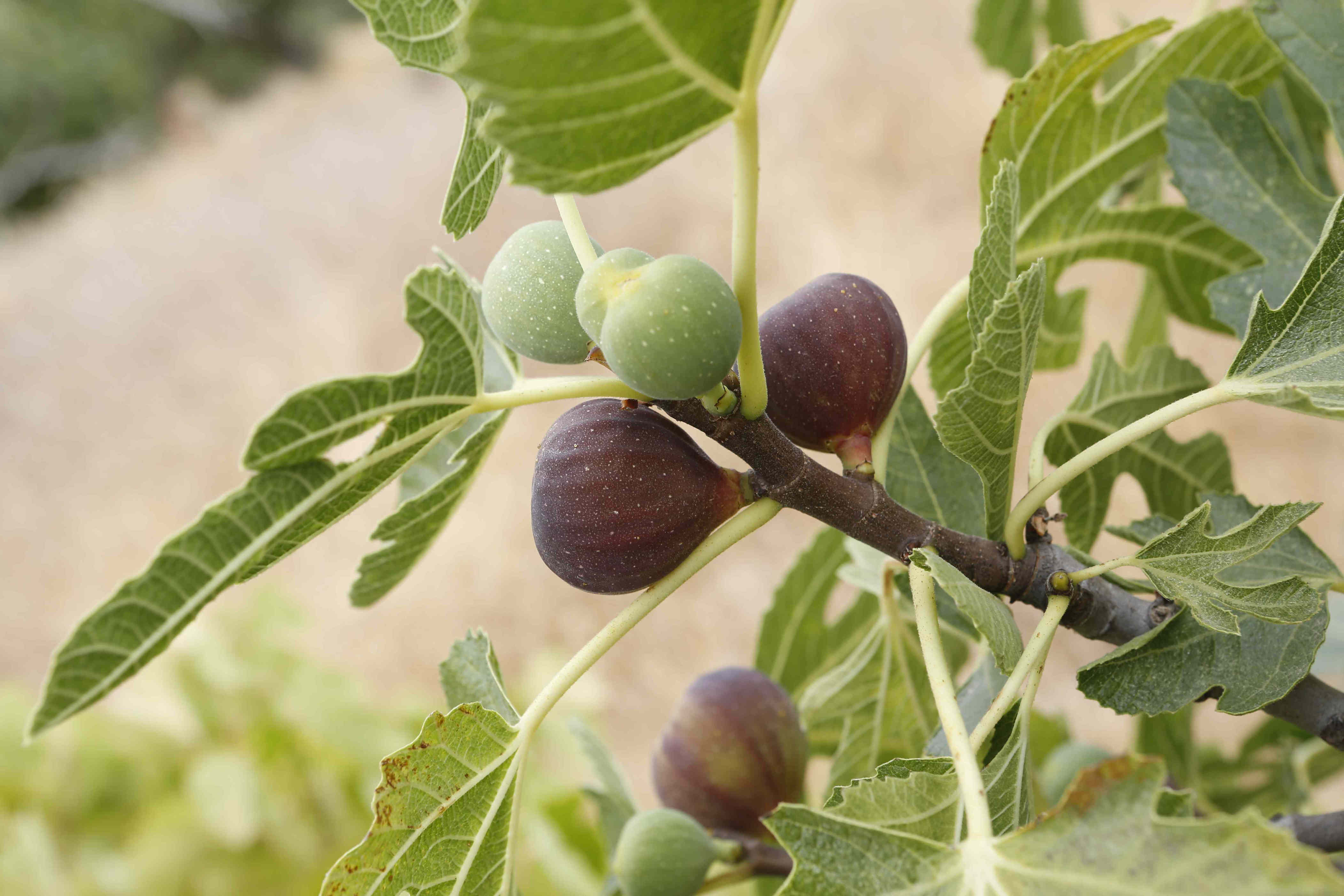 How to grow a fig tree at home for endless fresh fruit—indoors or outside