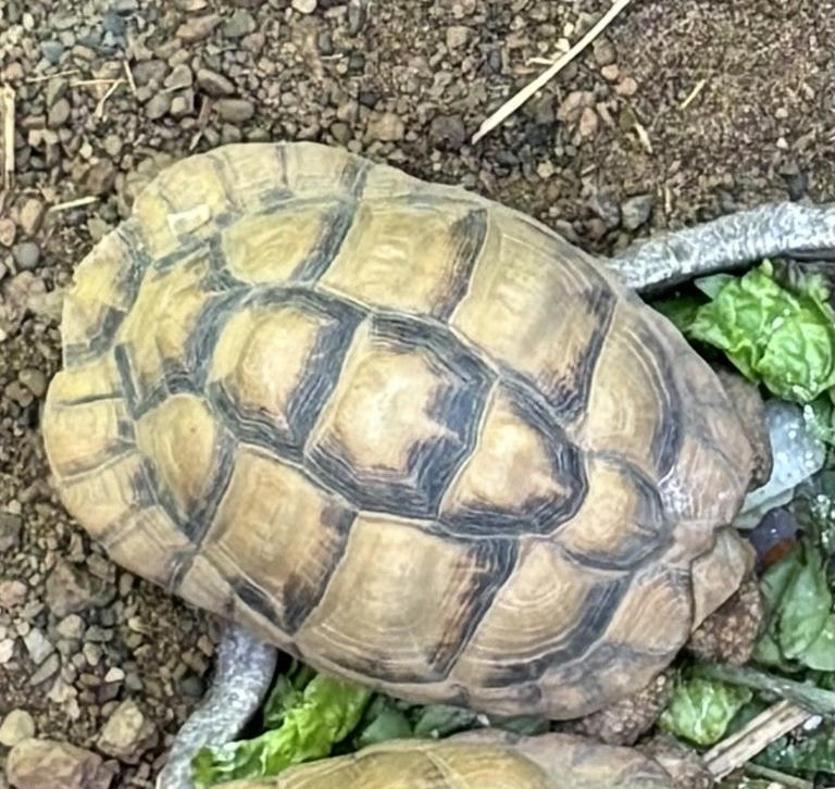Missing and endangered tortoises who vanished from Indiana zoo are ...