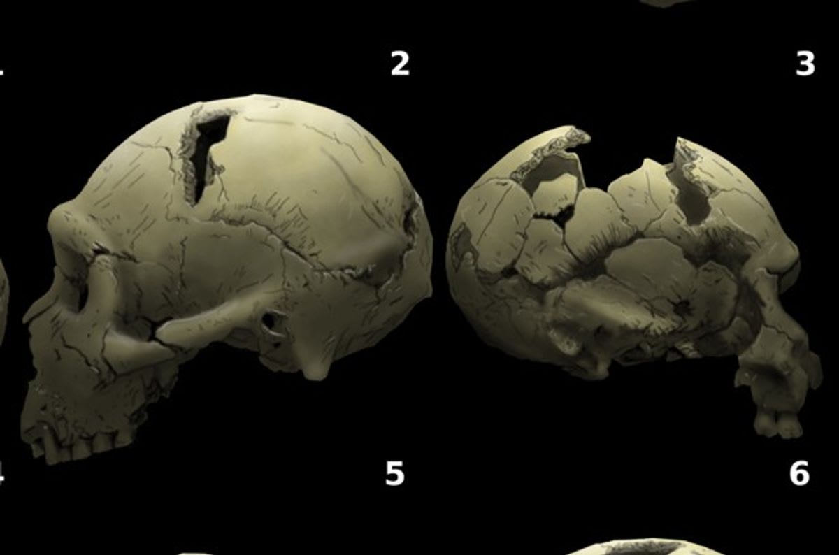 Rare 2-Million-Year-Old Infant Facial Fossils Expand What We Know About ...