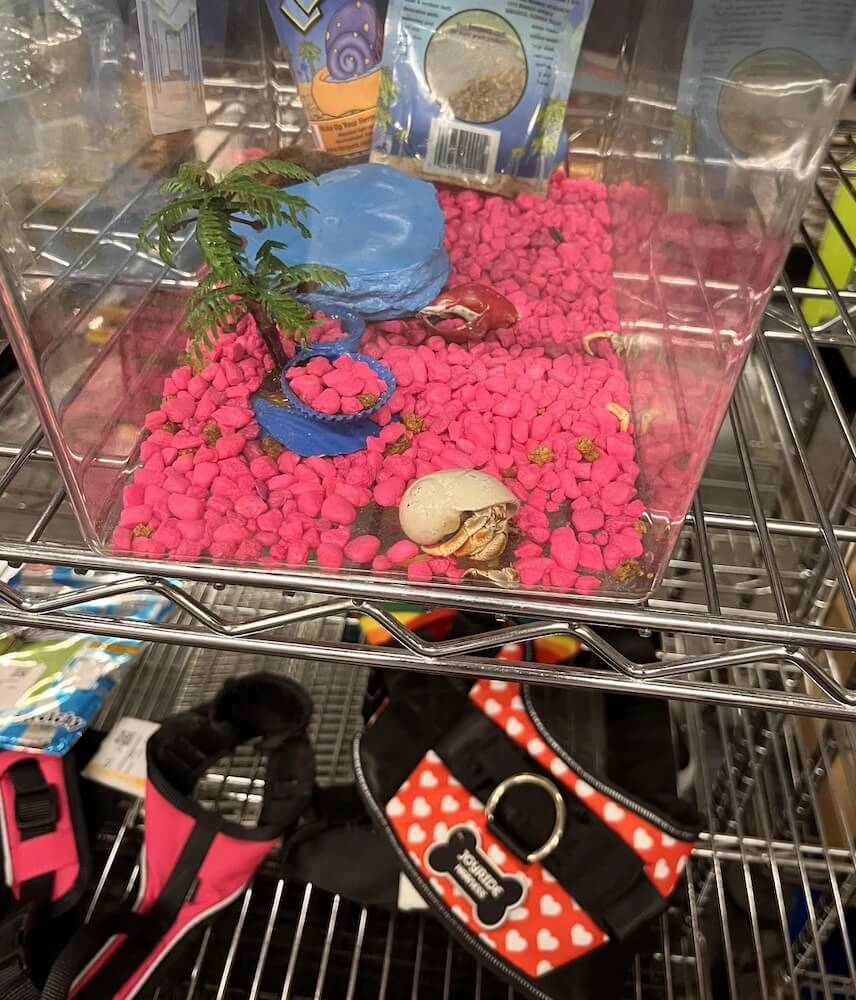 Shopper sparks outrage with photo of disturbing item on thrift store ...