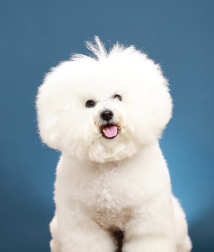 Meet Calgary's new dog mayor