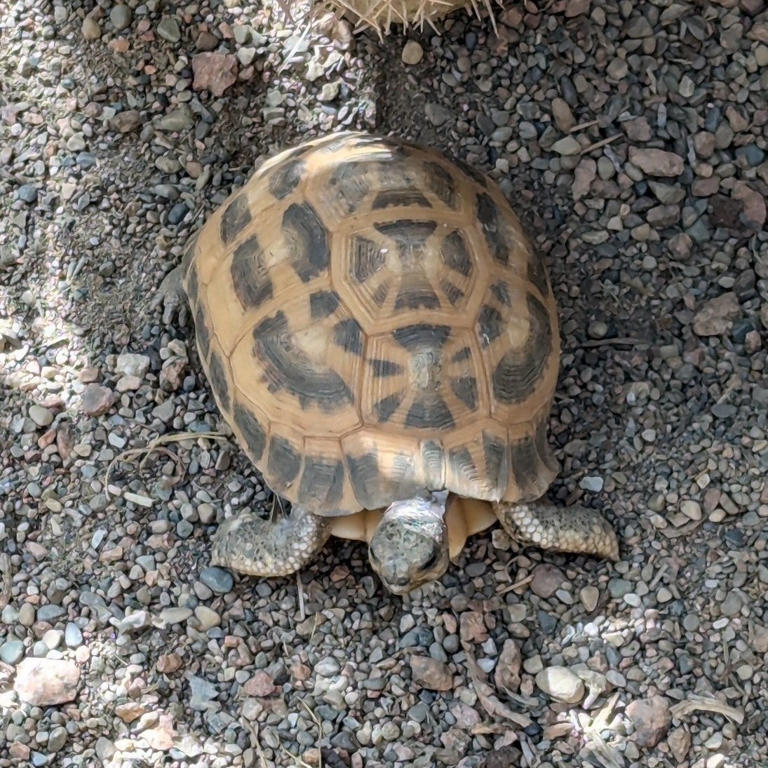 Missing and endangered tortoises who vanished from Indiana zoo are ...