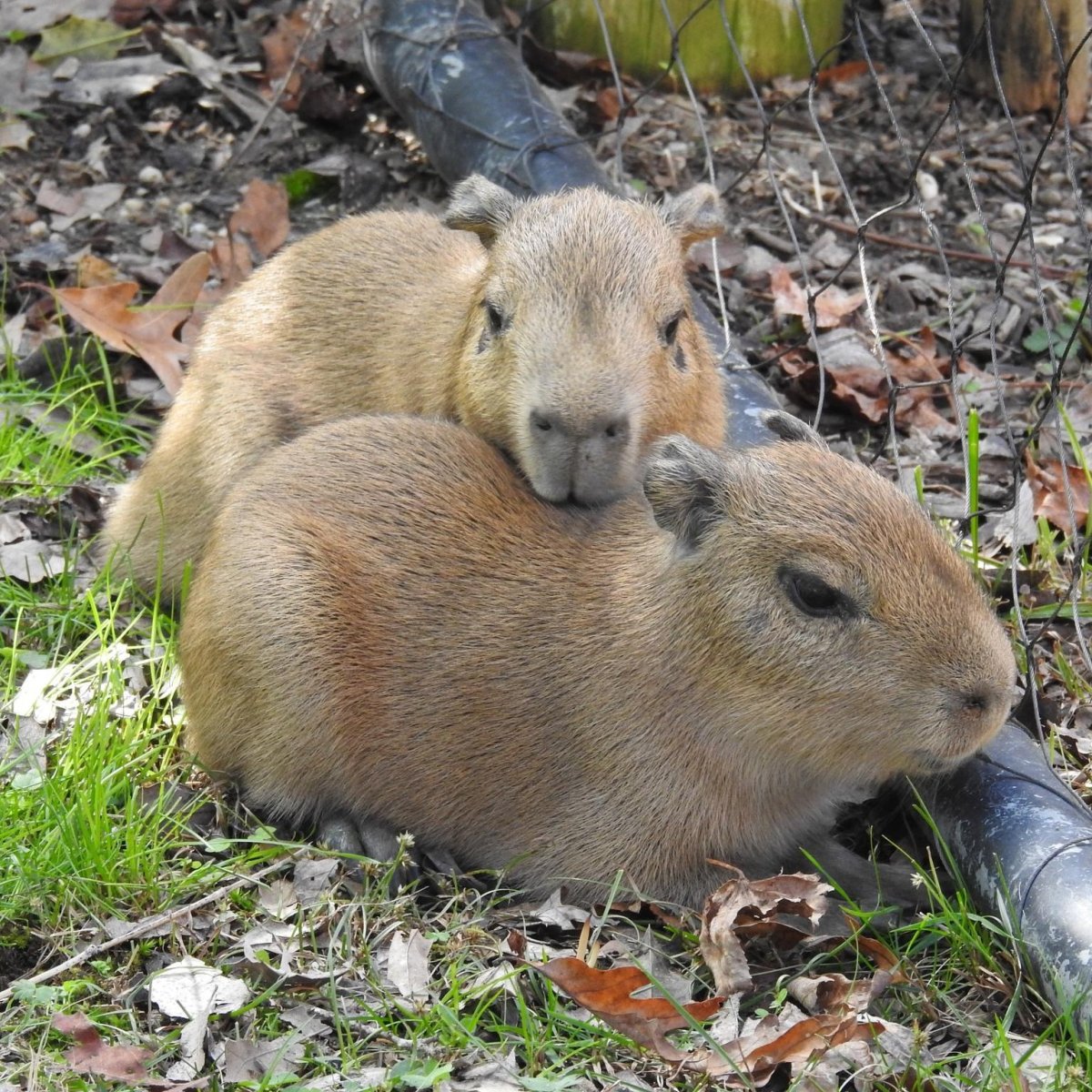 Stock photo of a baby capybara resting, Pantanal, Brazil Stock Photo - Alamy, image size:1200x1200