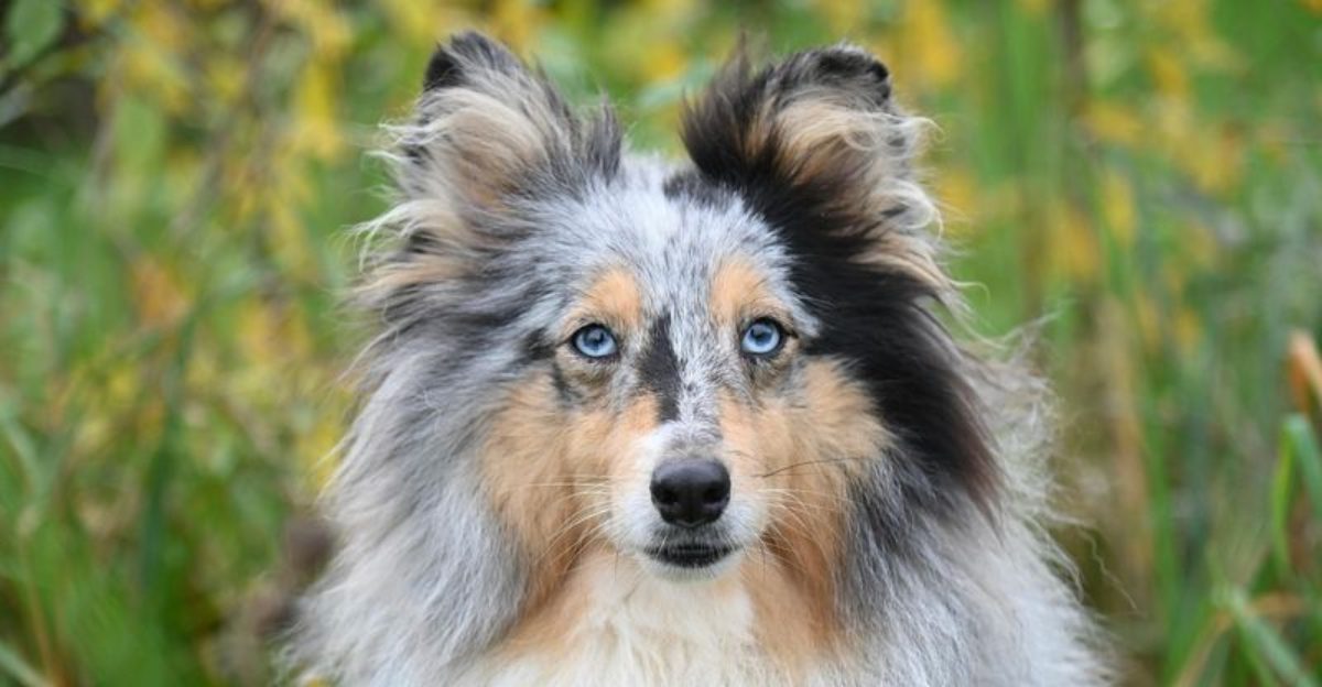 What “loyalty” means in dogs