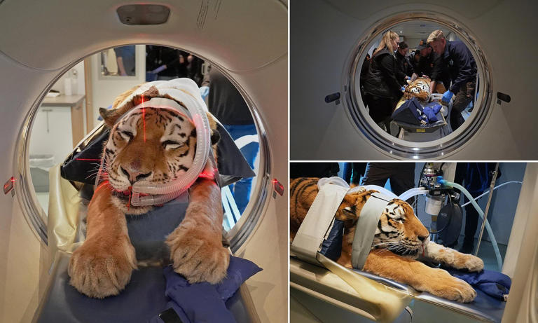 Here for a CAT scan? Four-year-old tiger Luca joins other big felines ...