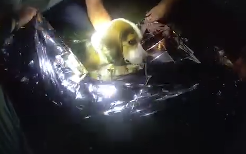 Butler County deputy, good Samaritan help dog that was hit by a car on road
