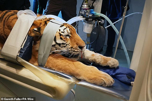 Here for a CAT scan? Four-year-old tiger Luca joins other big felines ...