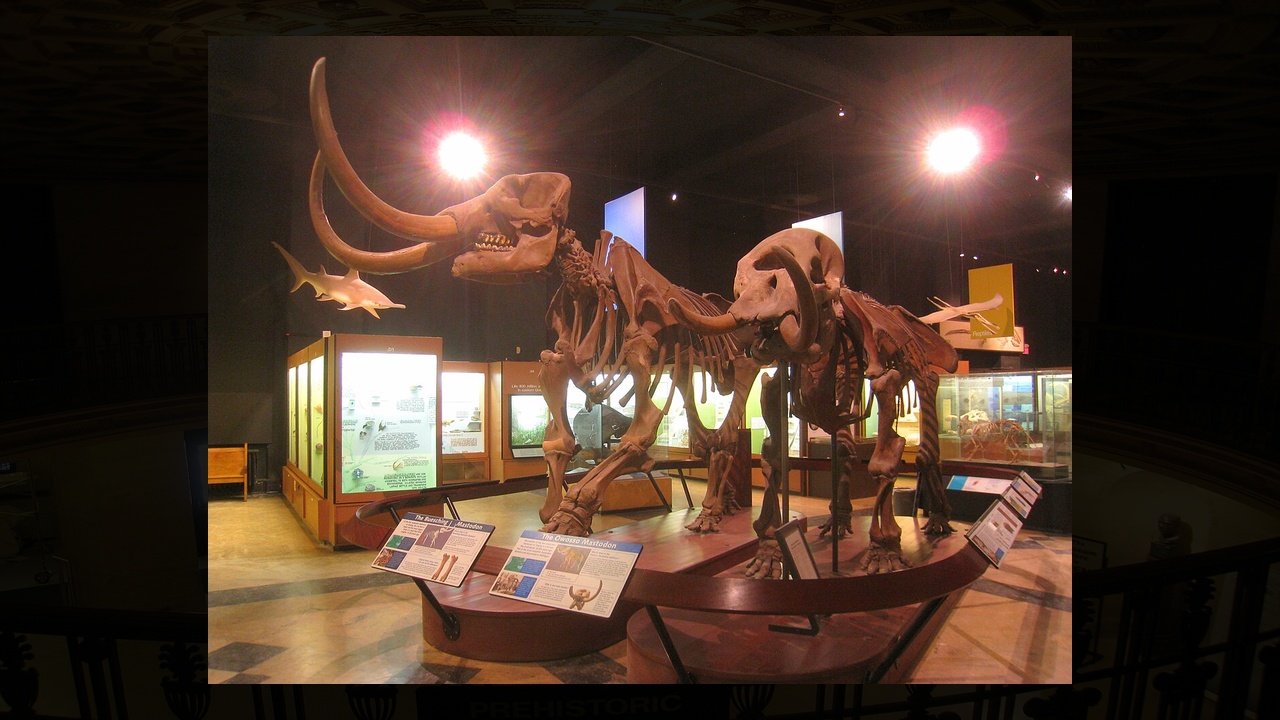Michigan’s mastodon room contains something you literally can’t see ...
