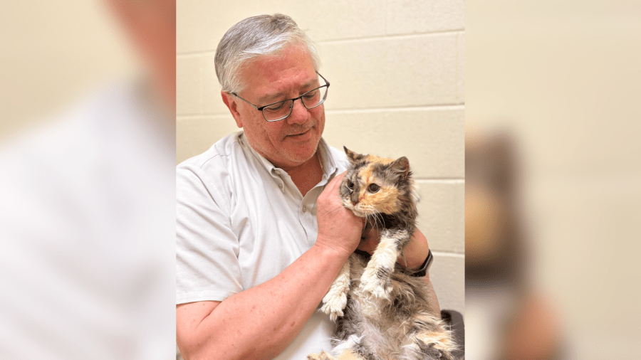 Missing cat in Fairfax County reunited with family after 15 years