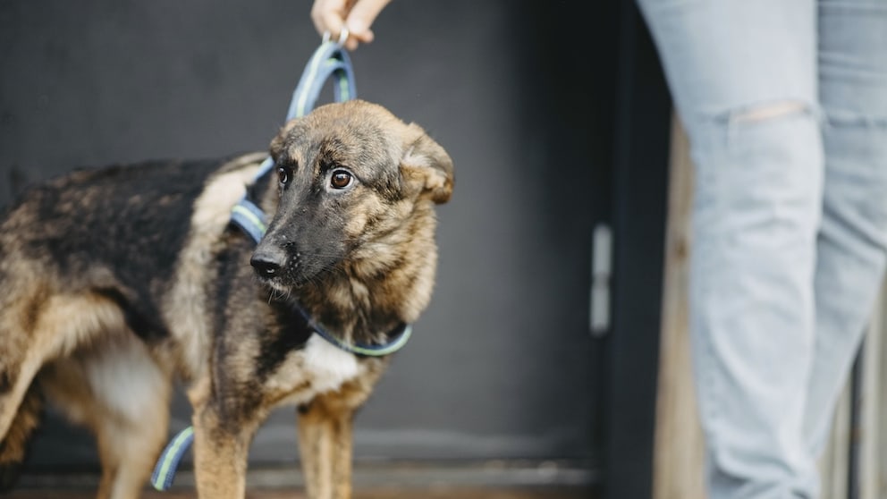 What often goes wrong in the adoption of rescue dogs