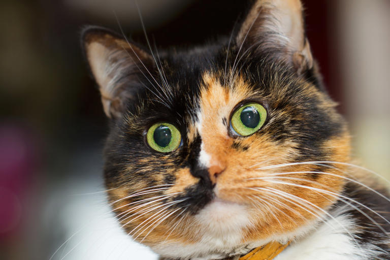 Little Cat’s ‘Big Stretch Full of Lies’ Is the Funniest