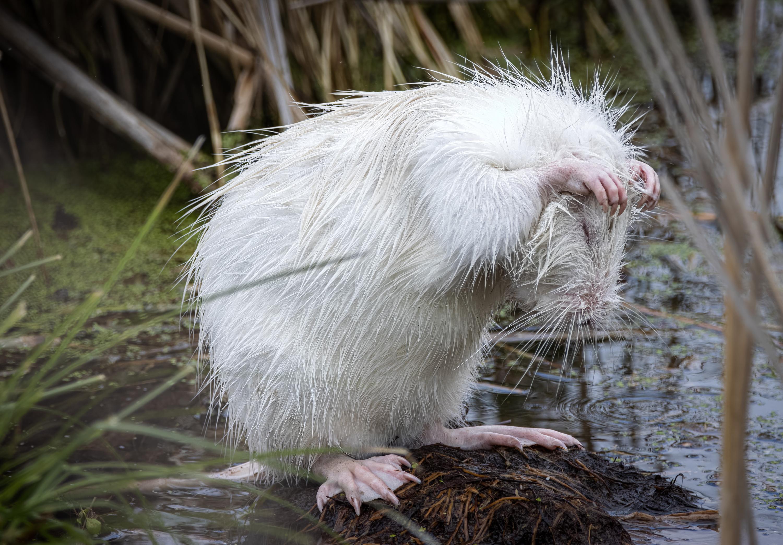Véritable fléau, cet animal prive les autres d’habitat et fait ...