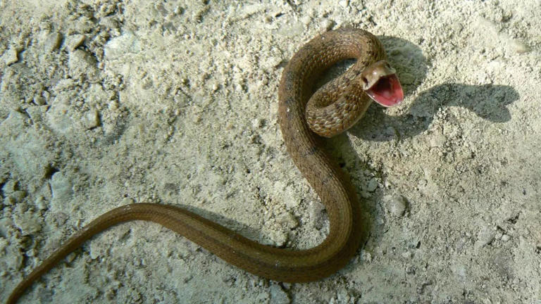 8 common snakes you might find in your garden and how to identify them