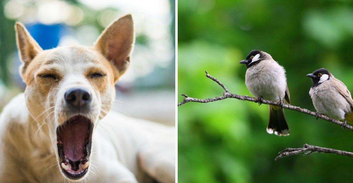 Animal Gestures That Mean Something Different Than You Think