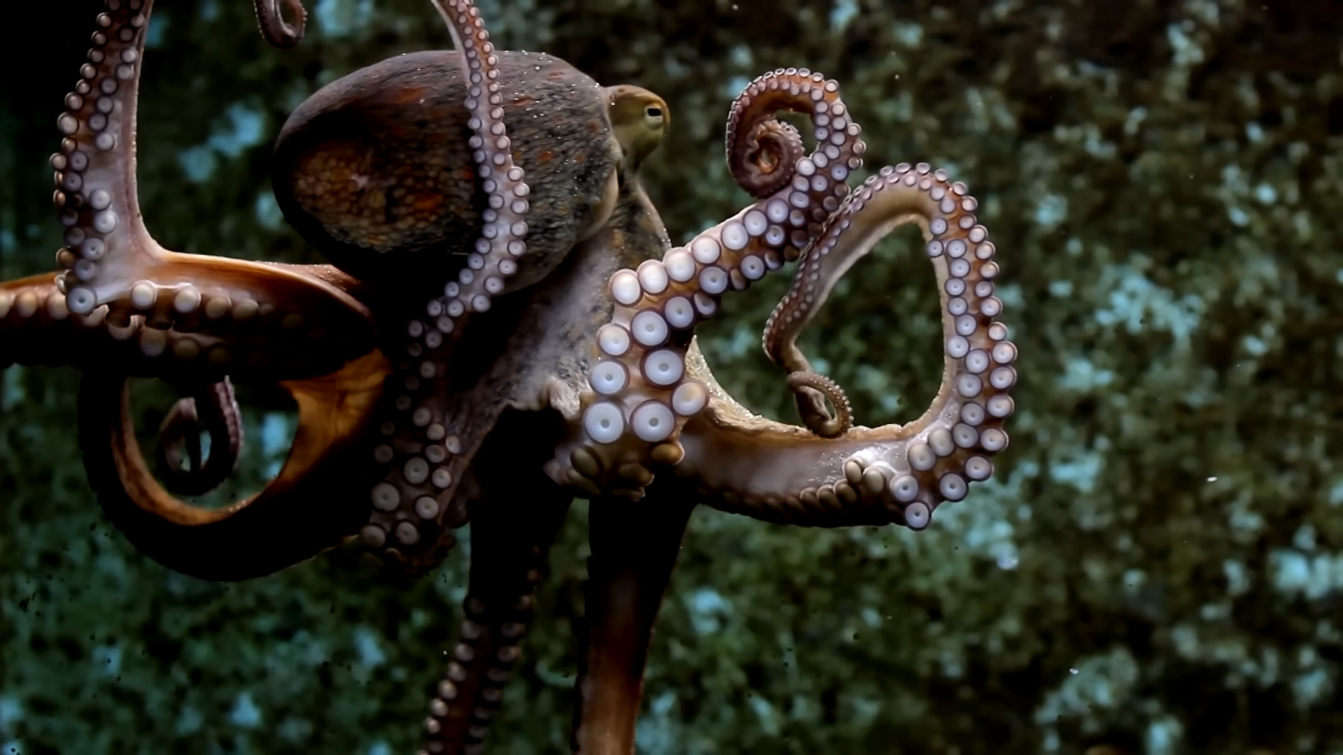 Why Octopuses Might Be the Smartest Sea Creatures