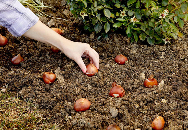 8 common fall bulb-planting mistakes and simple fixes for a colorful ...
