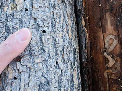 Tree-killing emerald ash borer now in more than 20 Front Range cities