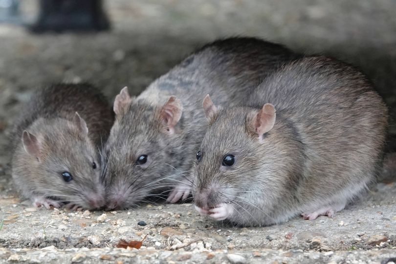 Rats and mice will 'stay out' of garden if you grow 1 plant