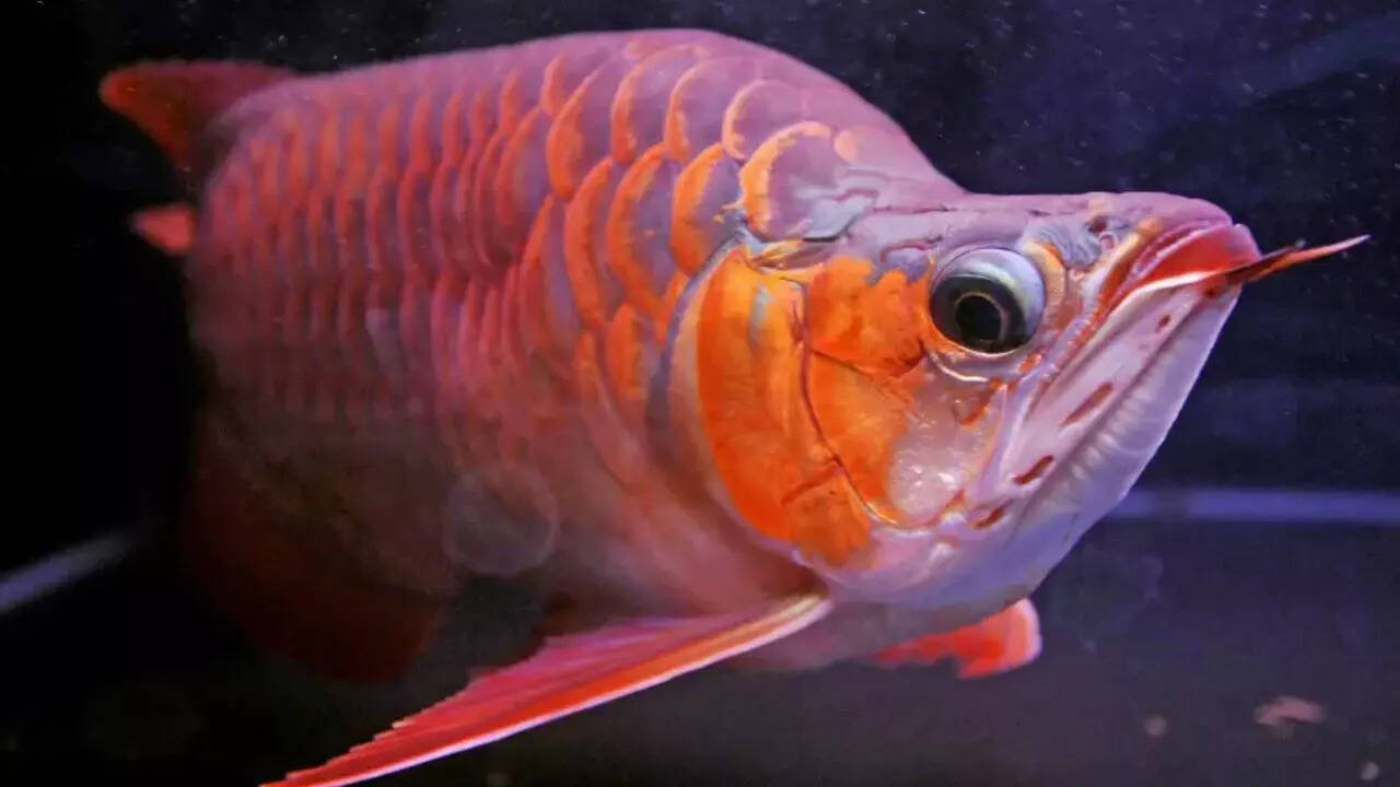 World’s most expensive aquarium fish: A rare dragon fish that ...