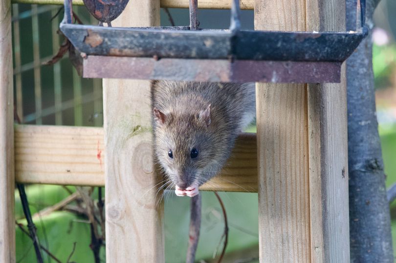 Keep rats away from your garden birdfeeder with 1 natural item
