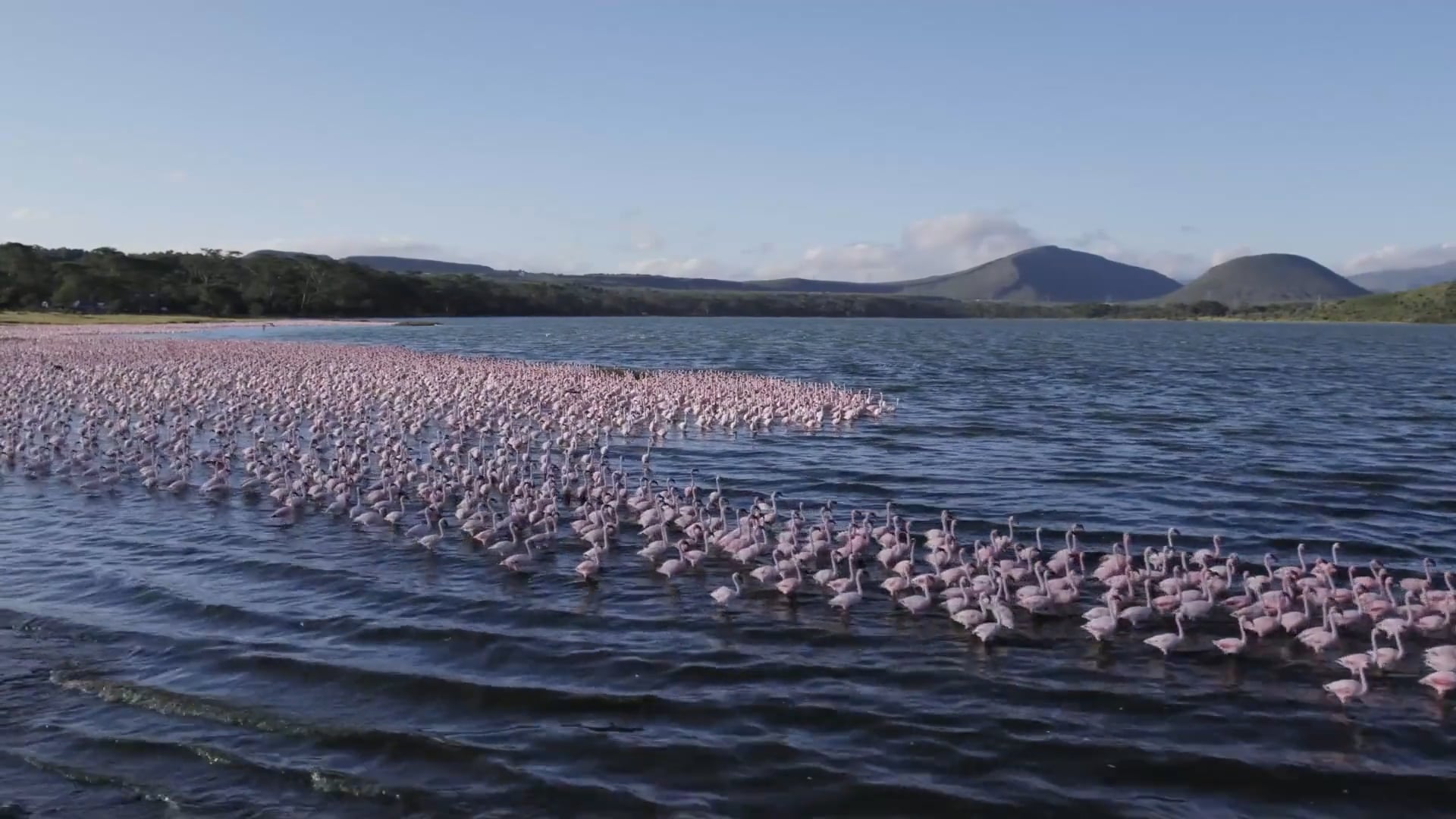 Sky-High Safari: A Drone's Glimpse into Maasai Mara's Ecosystem - Worldwide